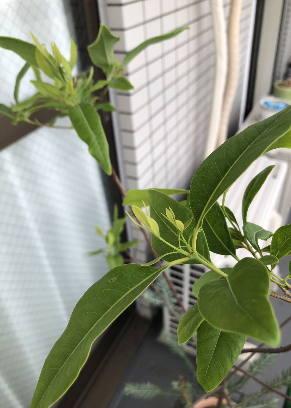 種から育てたサンダルウッド（白檀・ビャクダン ）今年も元気に新芽が出てきました