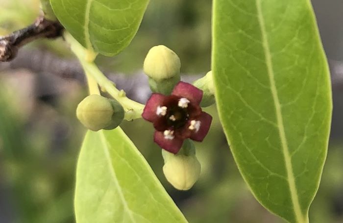 【花が咲きました！】〜種から育てたサンダルウッド（白檀）〜