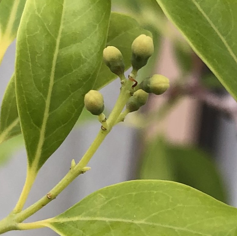 種から育てたサンダルウッドに蕾がつきました！
