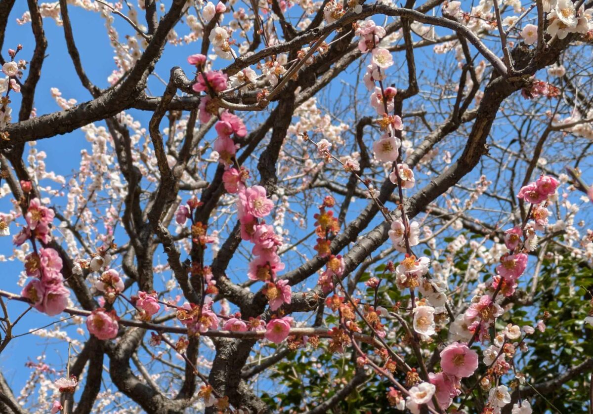 ３月初日、保土ヶ谷公園で梅を見てきました（梅まつりはやっていませんでしたが、河津桜が咲いており、カエルさんもいました）
