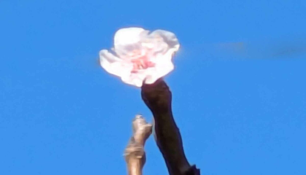 神奈川の公園：大倉山公園は思いのほか高台にあり眺めがよい。駐車場は近隣のLifeを使うと便利。