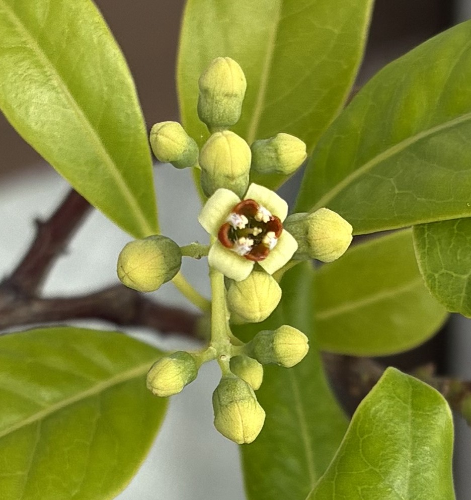 【2026】今年も花が咲き始めました！～種から育てたサンダルウッド（白檀）～